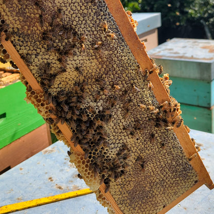 Miele Italiano Millefiori / 4 Barattoli da 450g (1,8 kg)